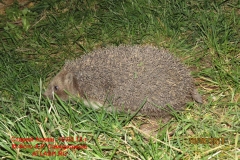 fauna_04