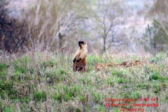 fauna_05