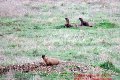fauna_06