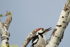 fauna_08