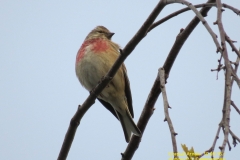 fauna_09