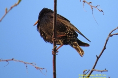 fauna_10