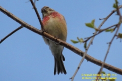 fauna_11