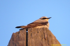 fauna_12