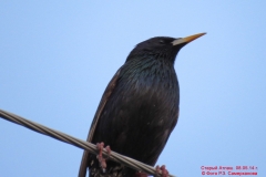 fauna_14
