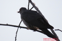fauna_15