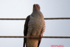 fauna_16