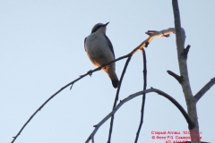 fauna_17