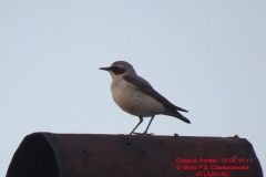 fauna_18