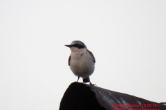 fauna_20