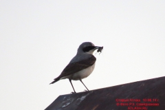 fauna_21