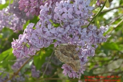 fauna_22