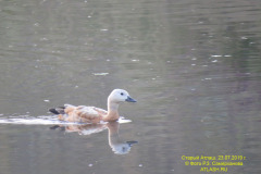 fauna_26