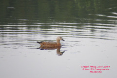 fauna_27