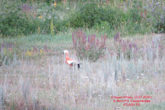 fauna_28