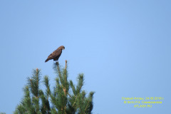 fauna_31