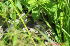 fauna_34