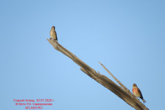 fauna_37