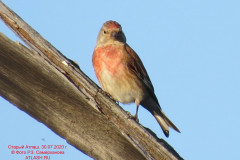 fauna_38