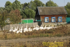 zelenay_st_07